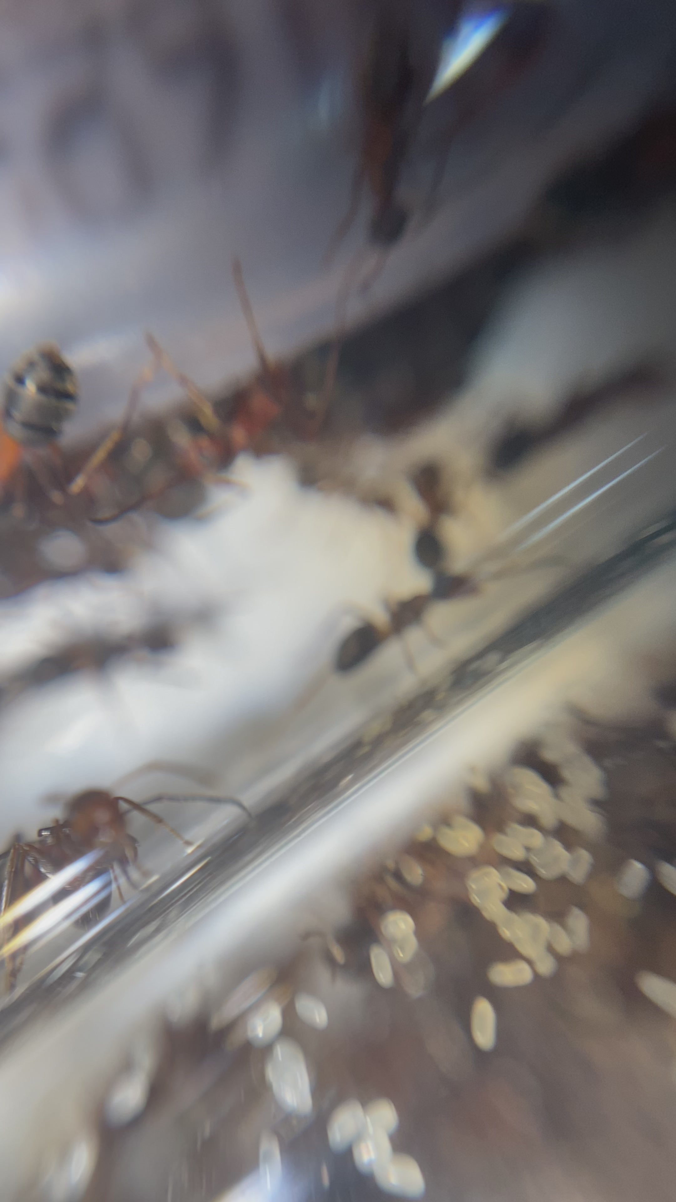 Formica adamsi – Adams' Formica Queen / Colony