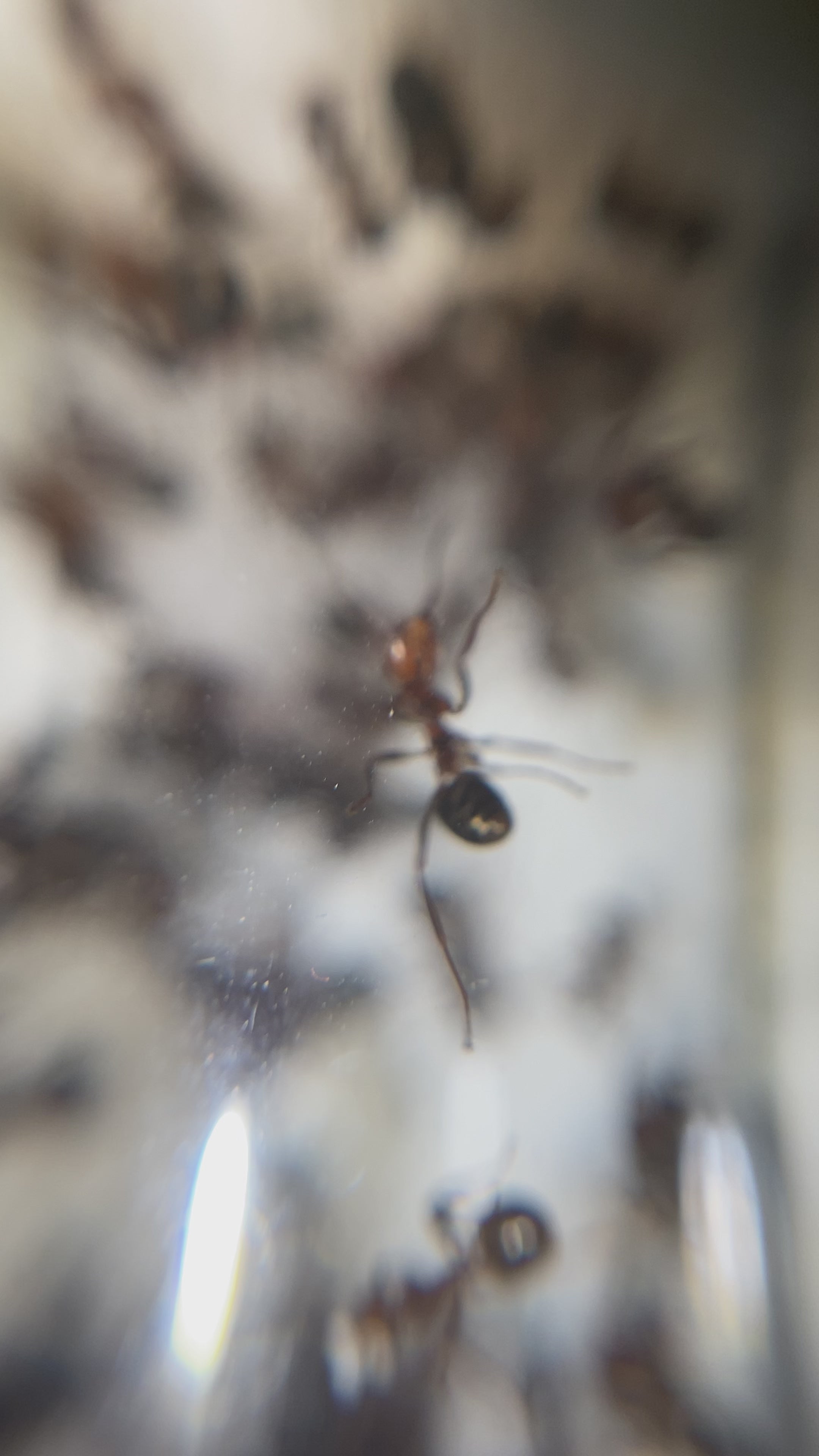 Formica adamsi – Adams' Formica Queen / Colony