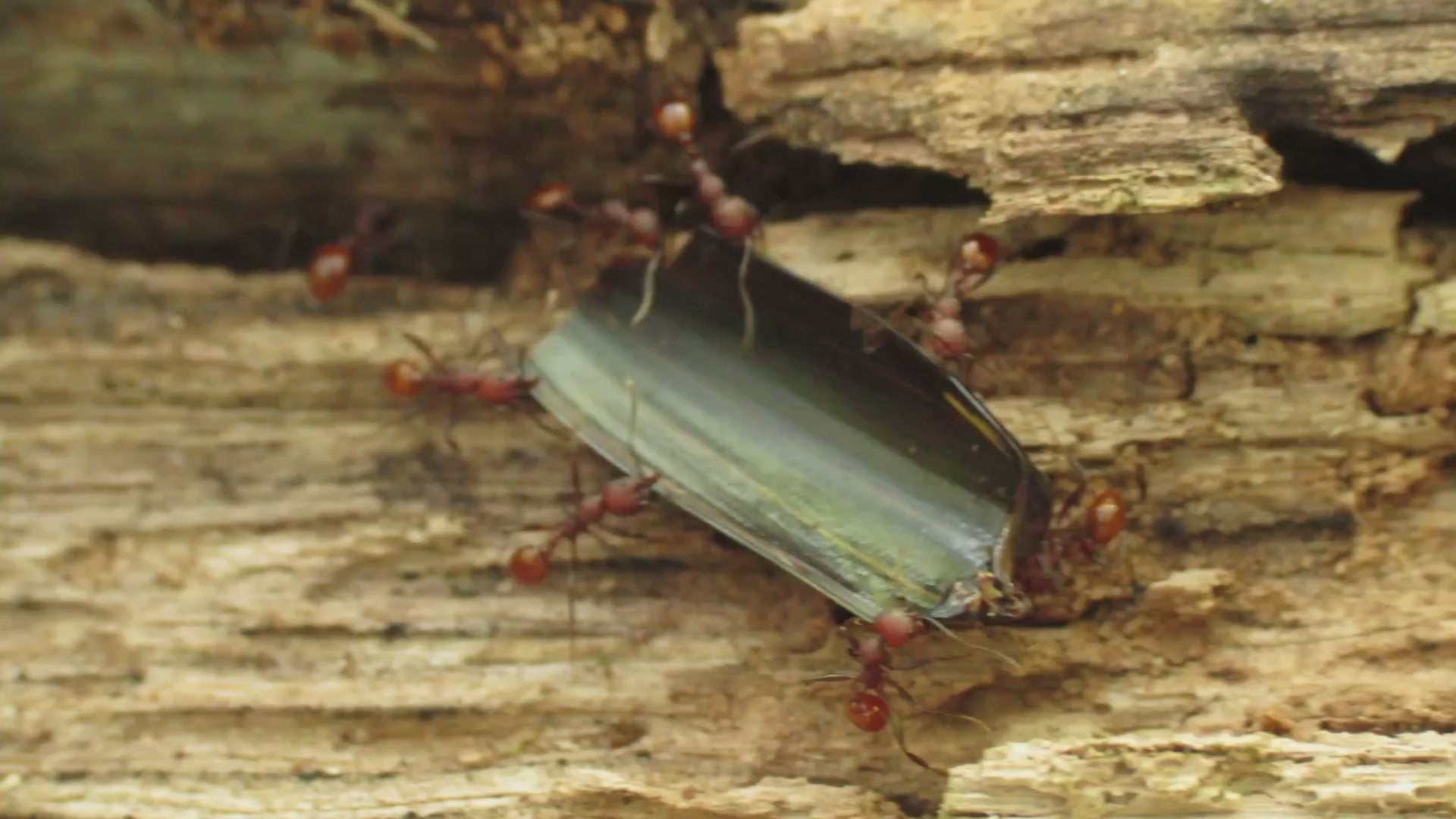 Aphaenogaster tennesseensis – Tennessee Collared Ant Queen / Colony
